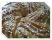 Kringle aux amandes Kringle aux amandes