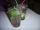 cocktail Le mojito cocktail Le mojito