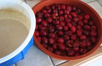 préparer les cerises du clafoutis