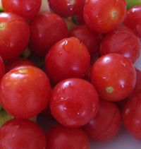 tomates cerises du jardin